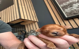 Cavapoo dogs for sale: Cavapoo puppies  - Image 11