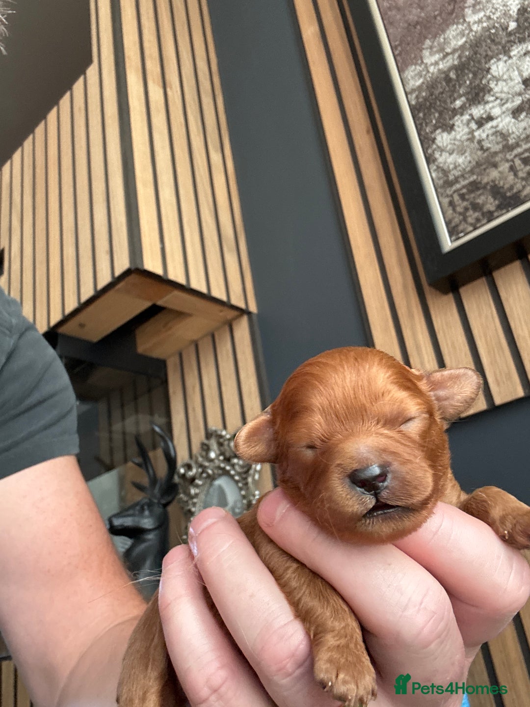 Cavapoo dogs for sale: Cavapoo puppies  - Image 11