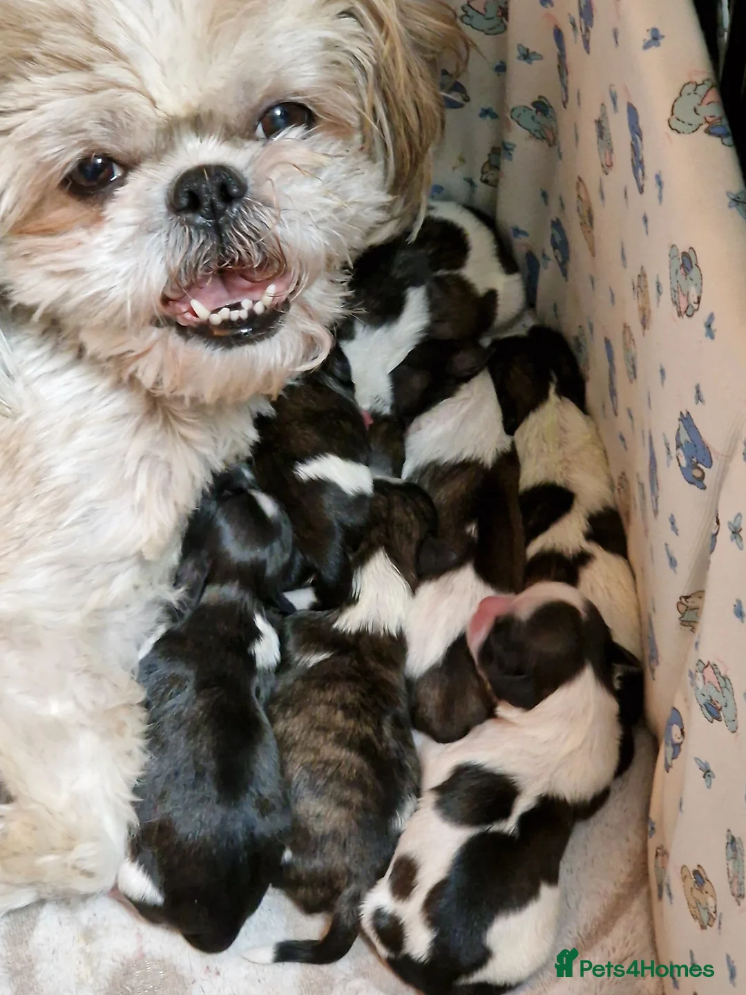 Shih Tzu dogs for sale: Pure breed Shih Tzu puppy - Advert 29