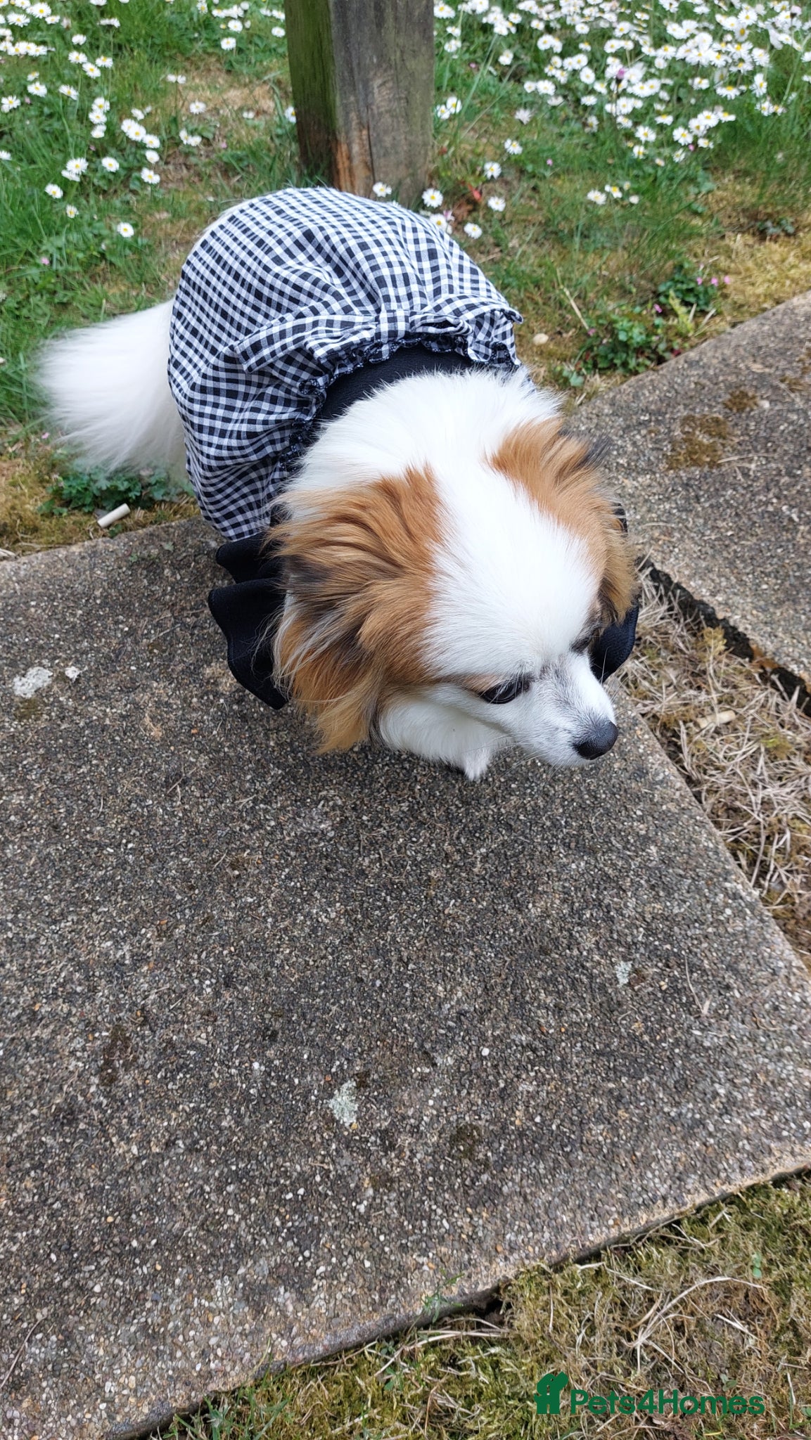 Mixed Breed dogs for sale: Dog for sale  in Gillingham - Advert 16