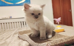 Ragdoll cats for sale: Ragdoll kittens - 1 girl & 2 boys - Image 8