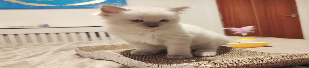 Ragdoll Kitten 3
