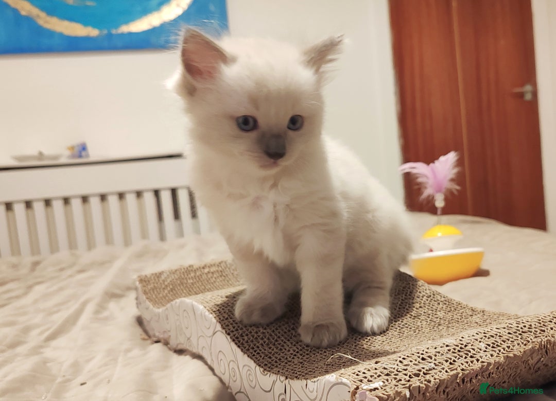 Ragdoll cats for sale: Ragdoll kittens - 1 girl & 2 boys - Image 8