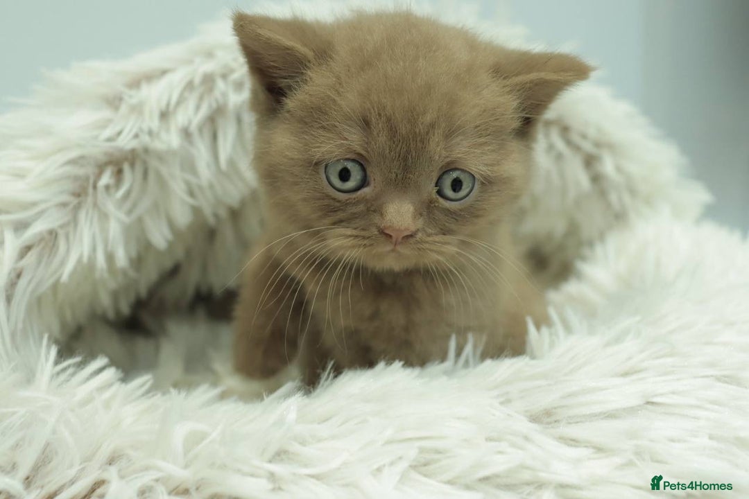 British Shorthair cats for sale: Stunning BHS Champions blood lines kittens  - Advert 10