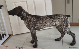 German Shorthaired Pointer dogs for sale: german shorthaired pointer  - Image 2