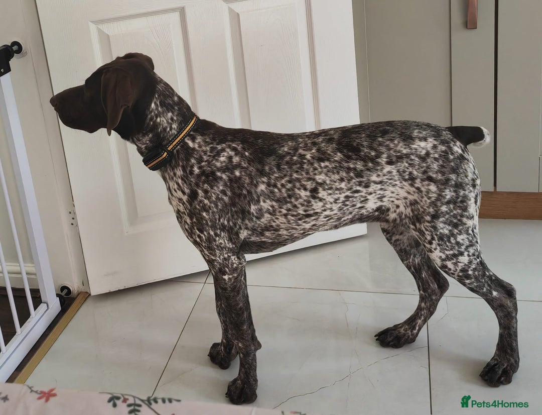 German Shorthaired Pointer dogs for sale: german shorthaired pointer  - Image 2