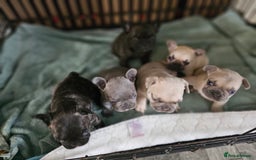 French Bulldog dogs for sale: French bulldog puppies  - Image 7