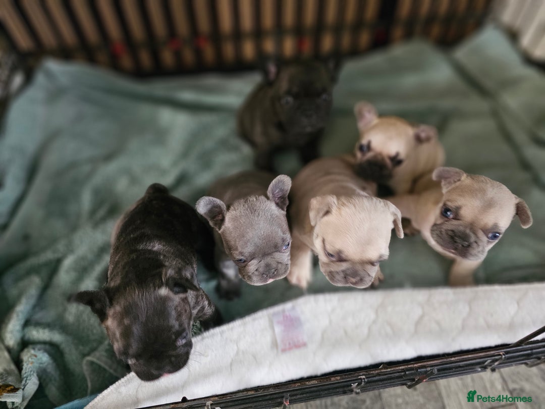 French Bulldog dogs for sale: French bulldog puppies  - Image 7