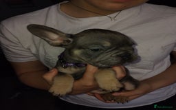 French Bulldog dogs for sale: Beautiful chunky Frenchies - Image 36