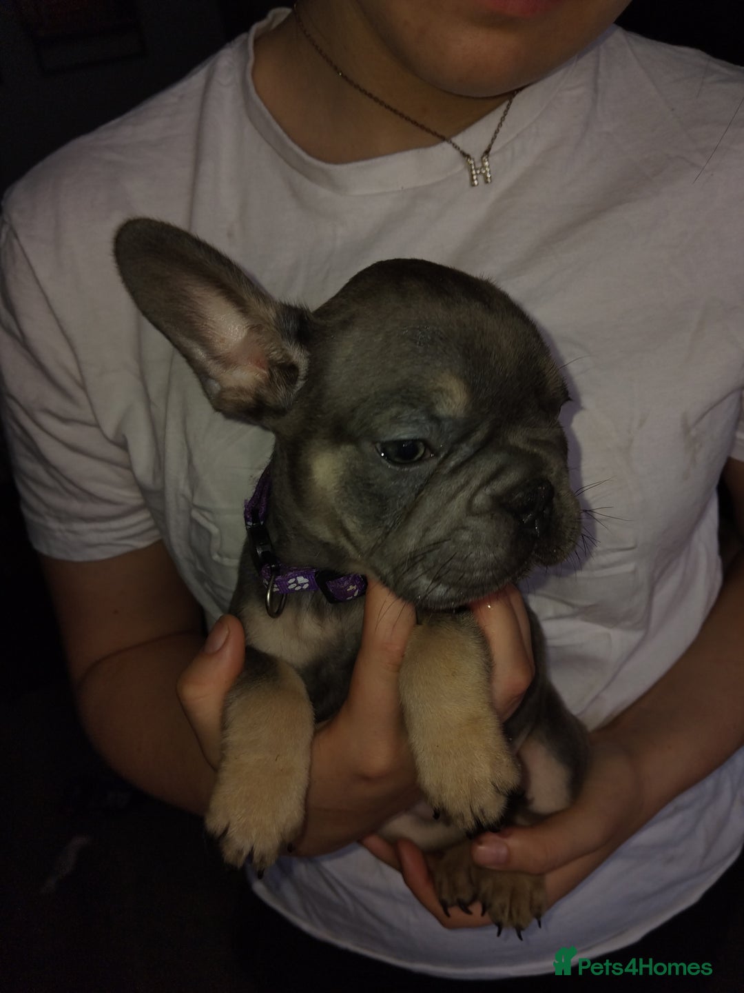 French Bulldog dogs for sale: Beautiful chunky Frenchies - Image 36
