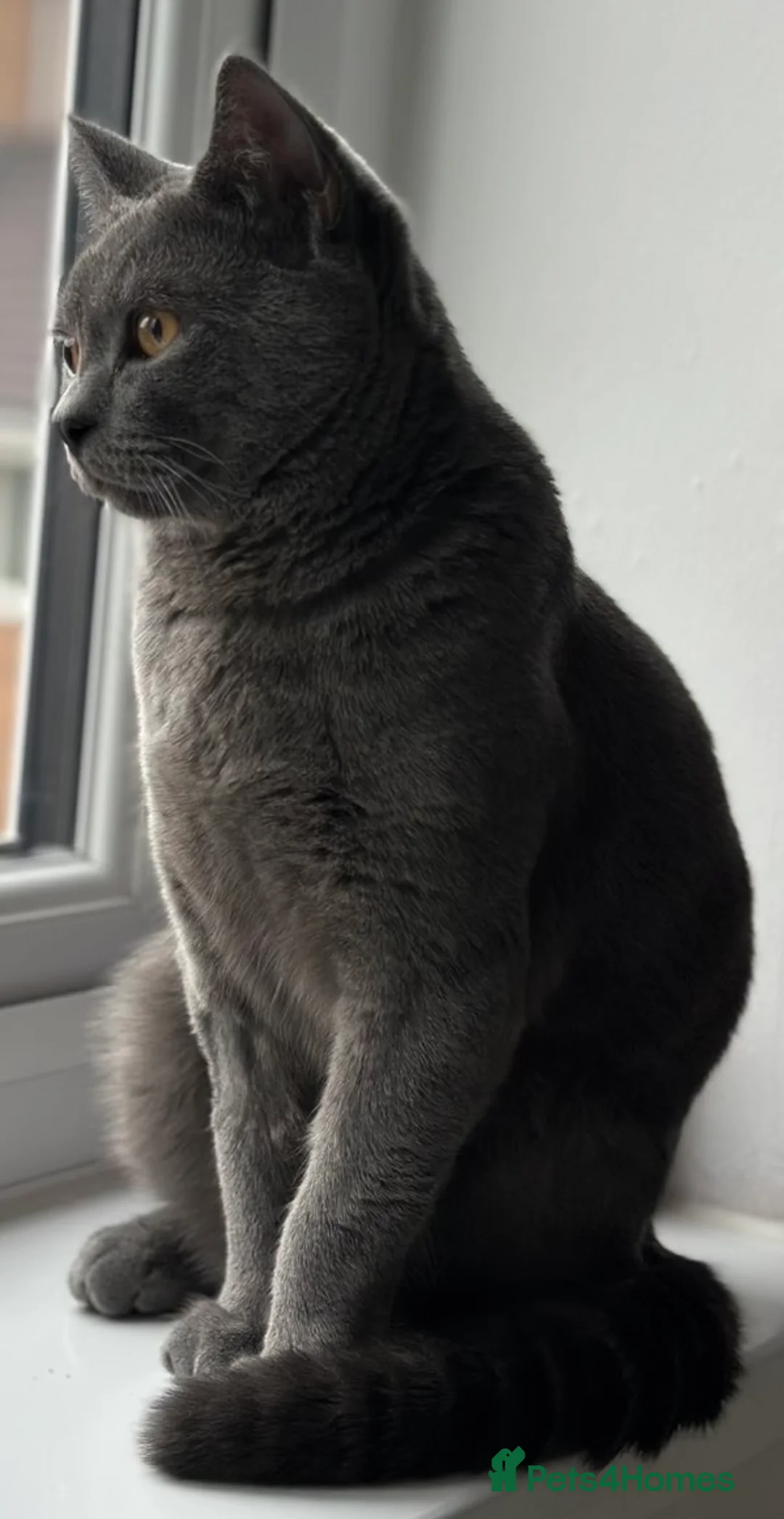 British Shorthair cats for sale: Blue British Shorthair Male, 8 Months – £1,200 - Advert 2