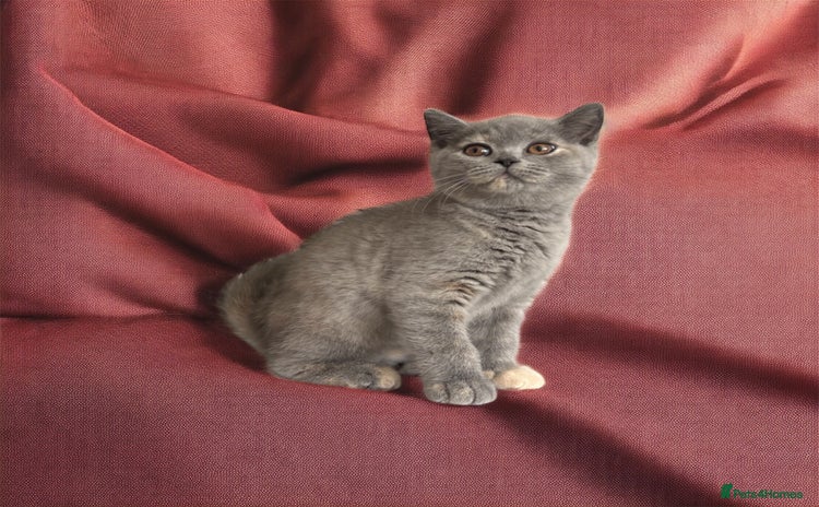 British Shorthair cats - Advert 11