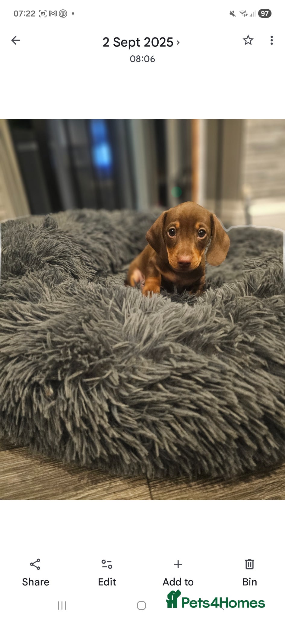 Miniature Dachshund dogs Mother and son to be homed as a PAIR only - Advert 2