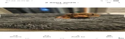 Miniature Dachshund dogs for sale: Mother and son to be homed as a PAIR only - Advert 2