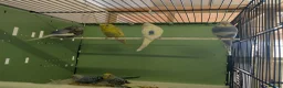Budgerigars birds for sale: Baby Budgies - Advert 5