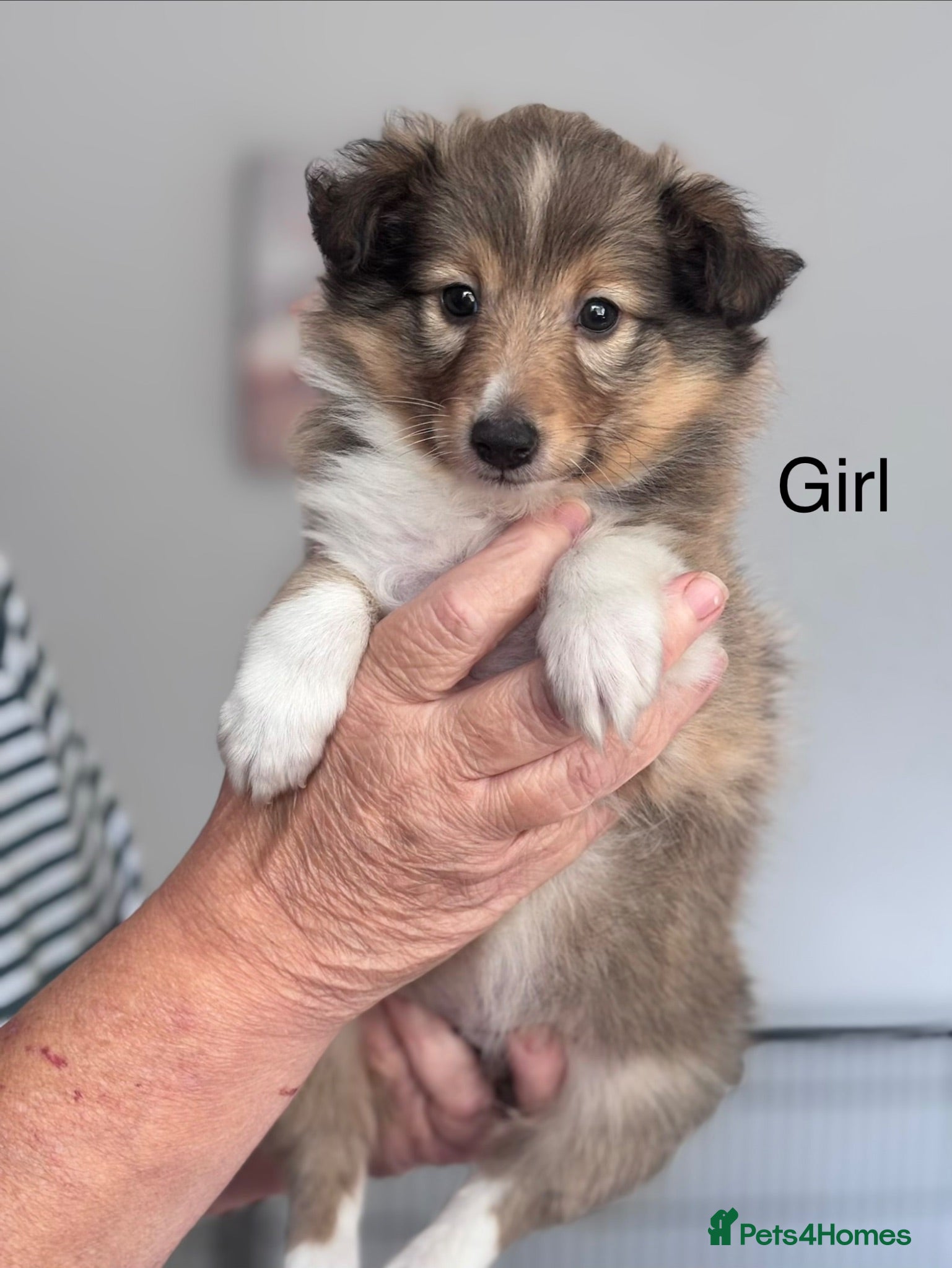Shetland Sheepdog dogs Beautiful sable Shetland sheepdog puppies  - Advert 1