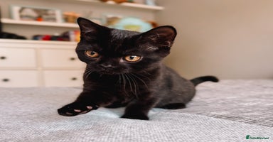 British Shorthair cats - Advert 9