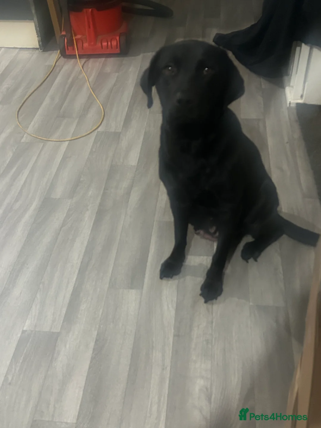 Labrador Retriever dogs for sale: Labrador - Advert 1