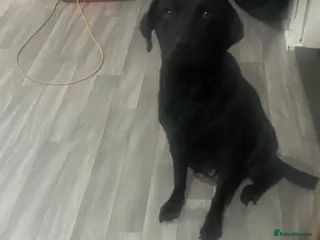 Labrador Retriever dogs Labrador - Advert 1