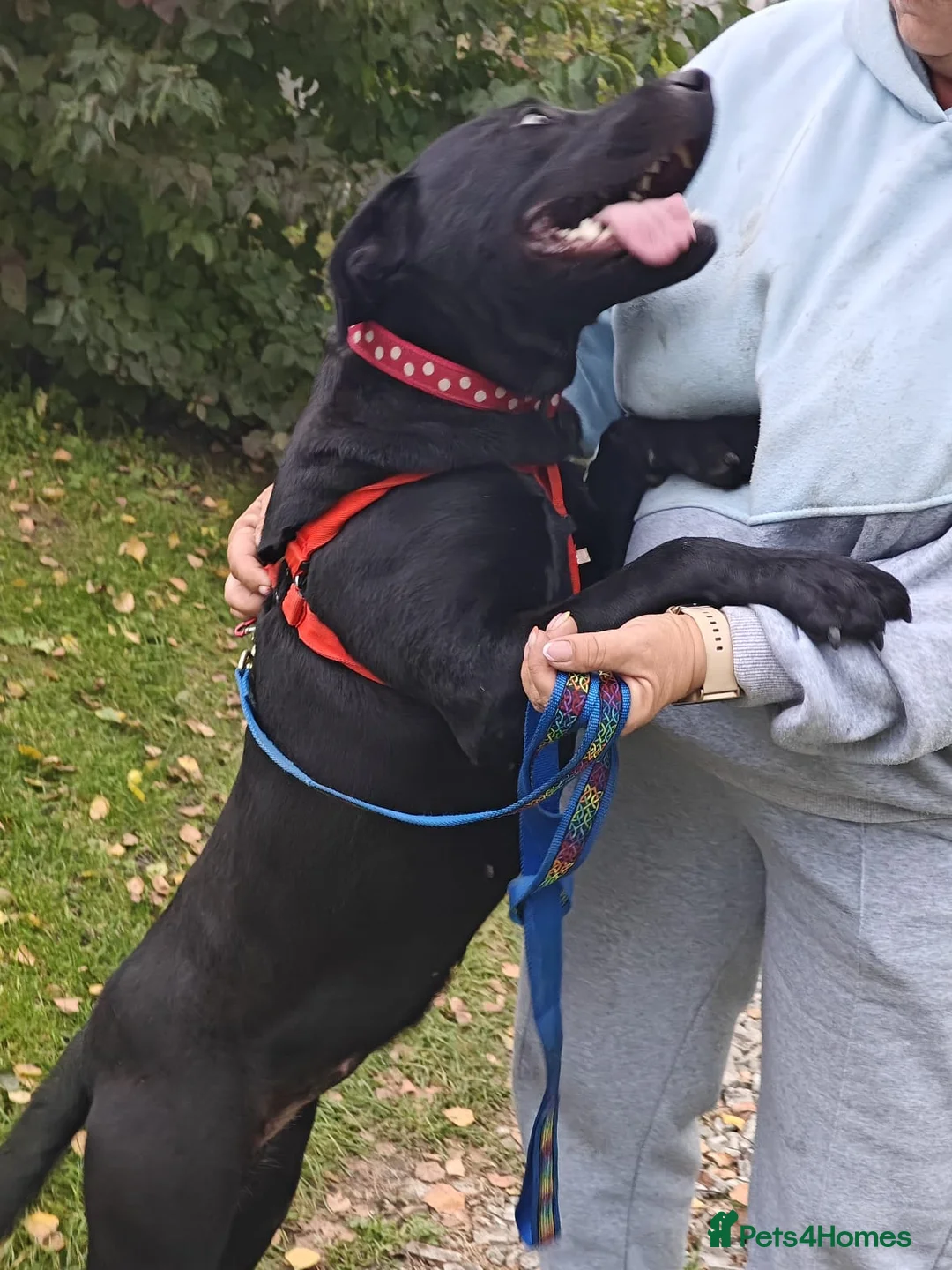 Mixed Breed dogs for adoption: 💖🐶 NICOL 🐶💖 - Advert 4