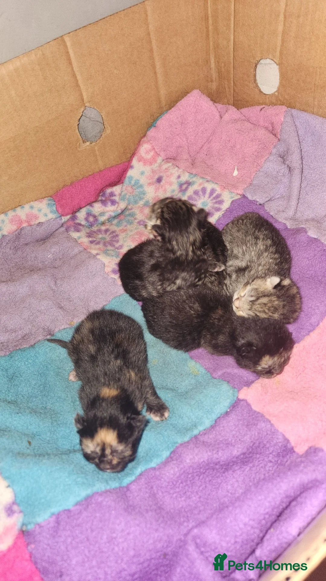 Mixed Breed cats for sale: Looking for my loving family and forever home  in Erith - Advert 2