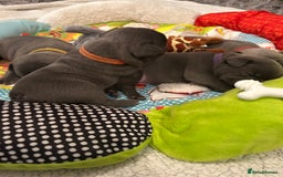 French Bulldog dogs for sale: French bulldog pups  - Image 3