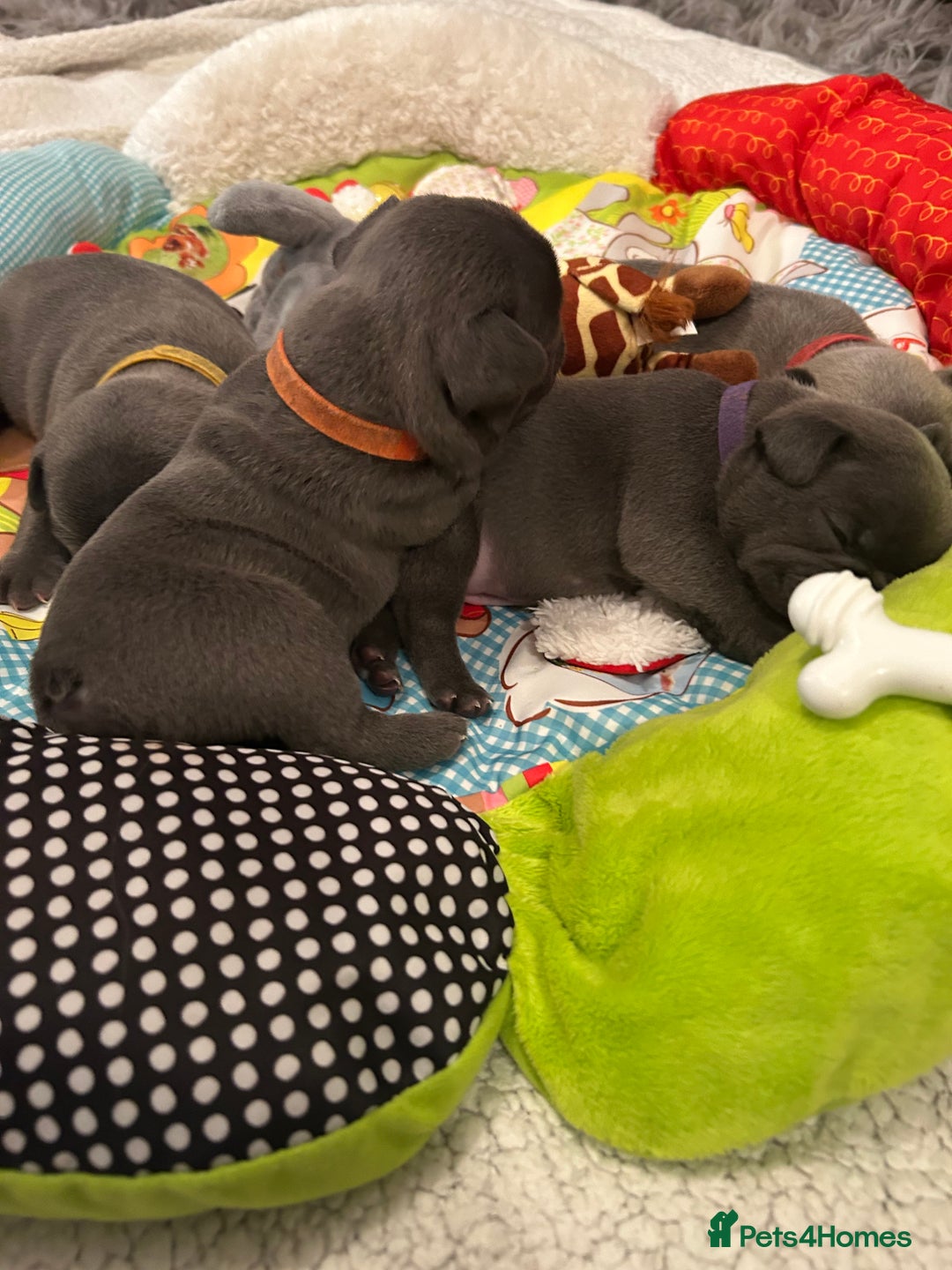 French Bulldog dogs for sale: French bulldog pups  - Image 3