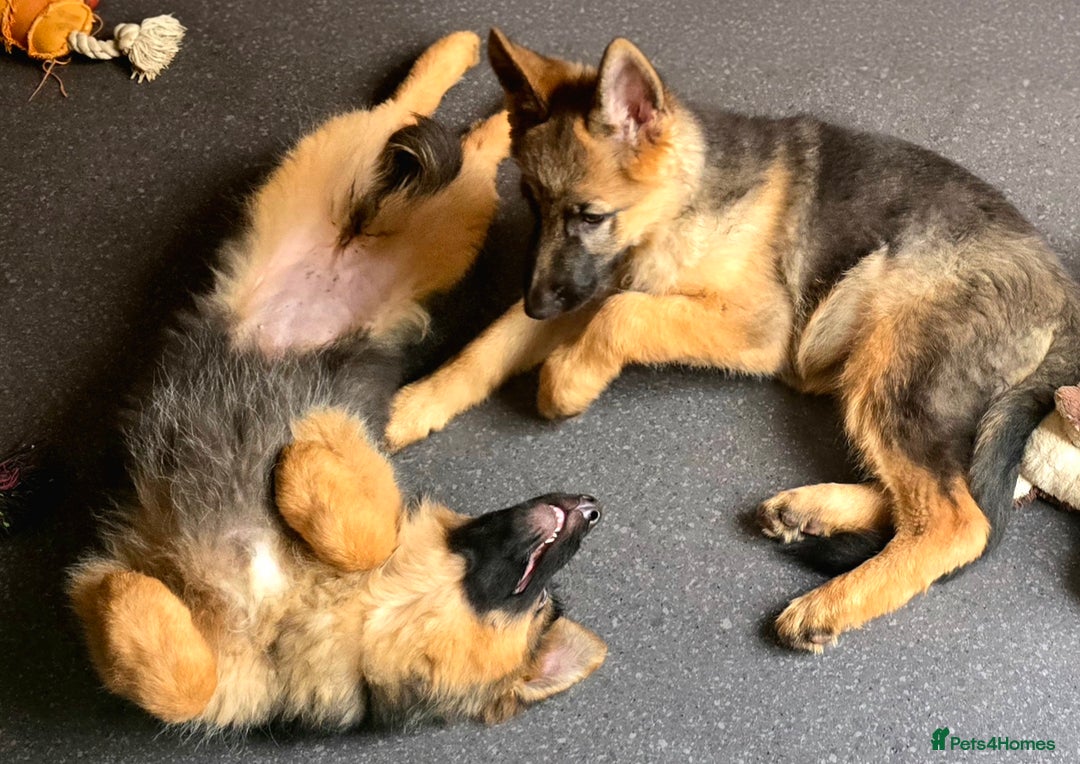 German Shepherd dogs for sale: KC REGISTERED GERMAN SHEPHERD PUPPIES (last puppy) - Advert 15