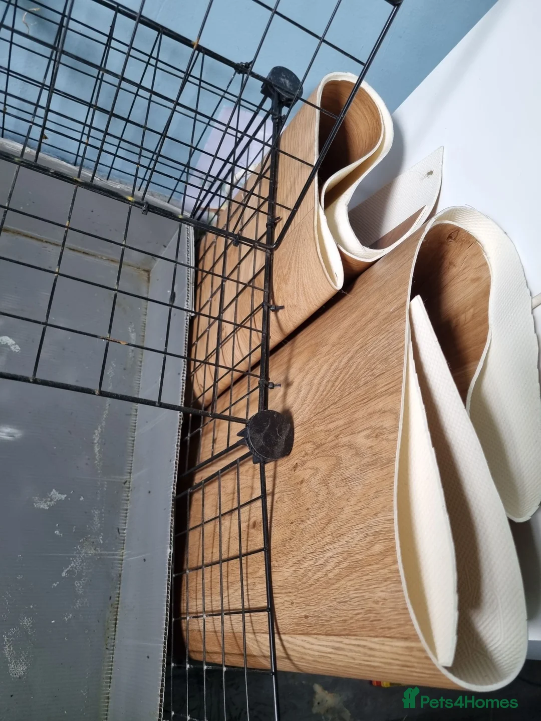 Guinea Pig rodents for sale: Three Young Female Guinea Pigs with Full C&C Setup in Gosport - Advert 10