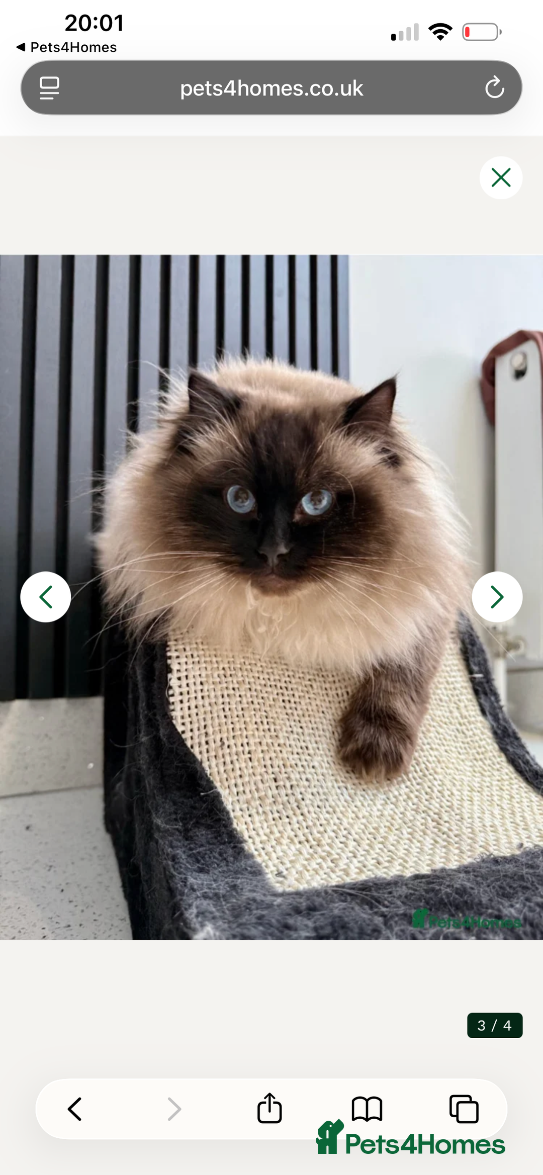 Ragdoll cats for sale: Gccf Active ragdoll boy  - Advert 3