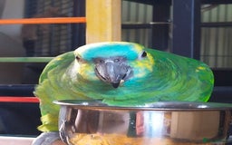 Parrots birds for sale: Jessie - Image 11
