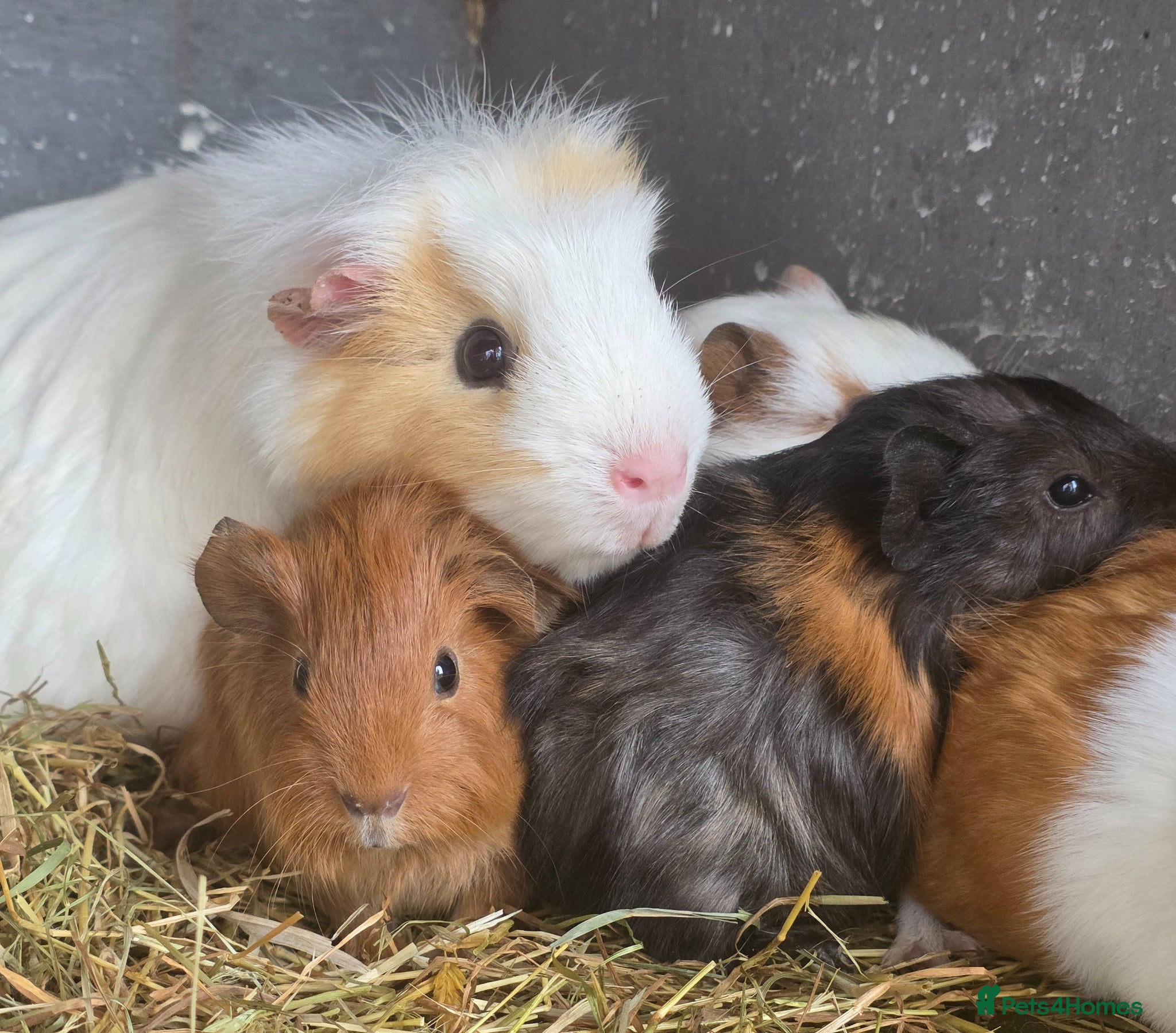 Guinea Pig rodents Gorgeous baby guinea pigs  - Advert 1