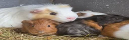 Guinea Pig rodents for sale: Gorgeous baby guinea pigs  - Advert 1