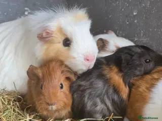 Guinea Pig rodents Gorgeous baby guinea pigs - Advert 1