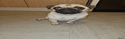 Pug dogs for adoption: Rehoming my pug - Advert 1