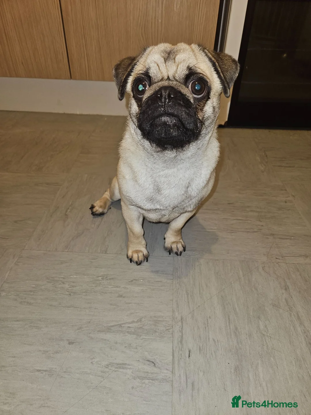 Pug dogs for adoption: Rehoming my pug - Advert 1