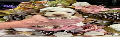 Cocker Spaniel 3
