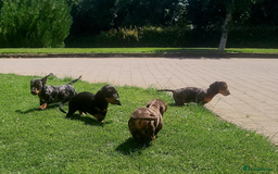 Miniature Dachshund dogs for sale: Adorable Miniature Dachshund Pups  - Image 7