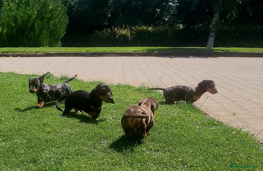 Miniature Dachshund dogs for sale: Adorable Miniature Dachshund Pups  - Image 7