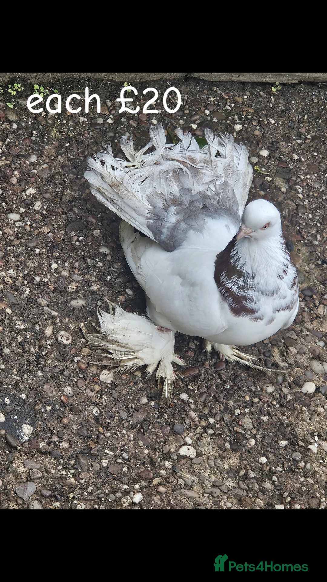 Pigeons birds for sale: pigeon for sale - Advert 1