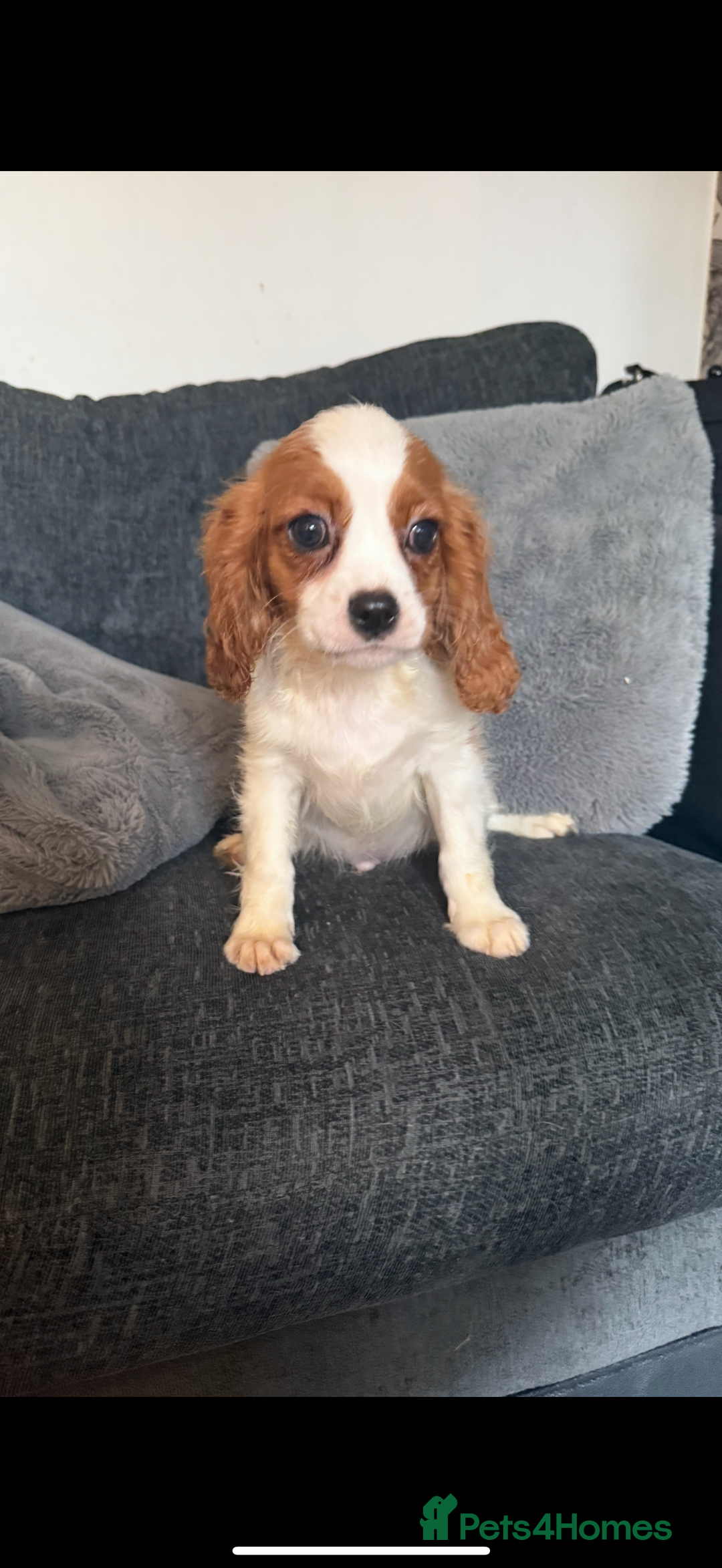 Cavalier King Charles Spaniel dogs for sale: Kennel club reg dna cavalier pups fully vaccine  - Image 17
