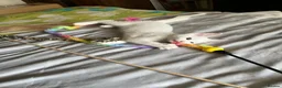 Mixed Breed cats for sale: 4 beautiful kittens 🐾 - Advert 21