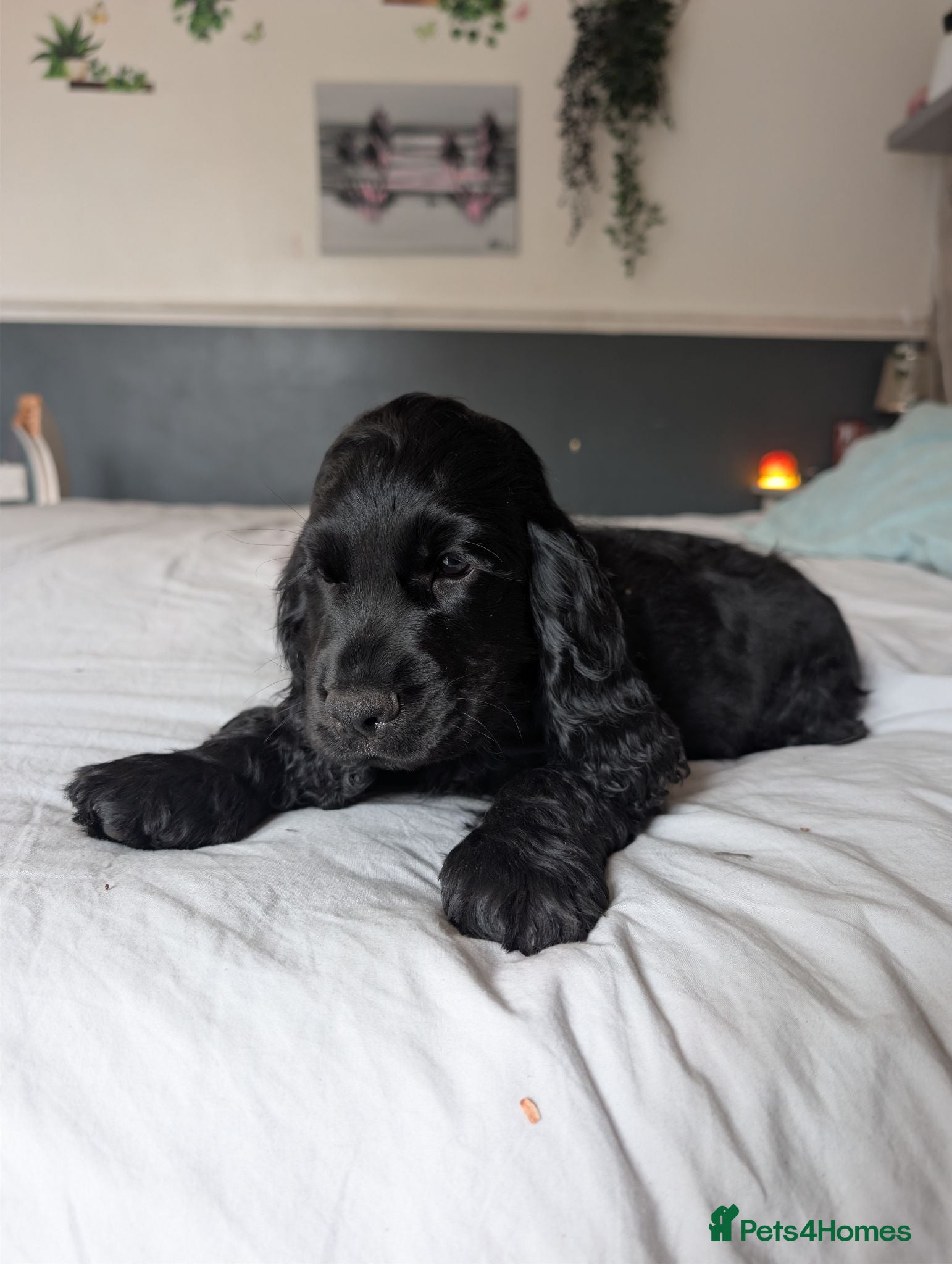 Cocker Spaniel dogs Show type cocker spaniels - Advert 5