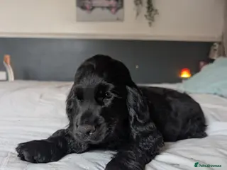 Cocker Spaniel dogs Show type cocker spaniels - Advert 5
