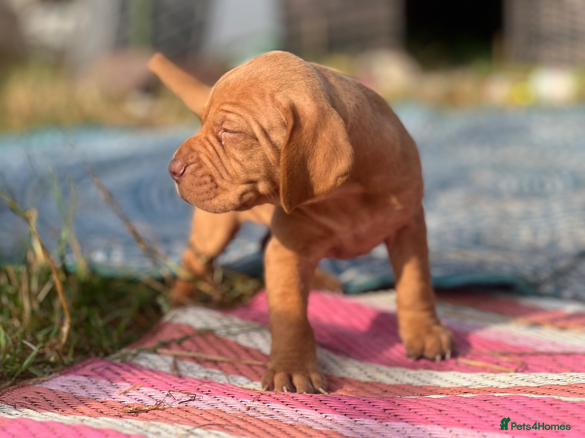 Hungarian Vizsla dogs Crufts Best in Show & Elite working Bloodlines - Advert 18