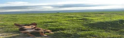 Australian Kelpie dogs for sale: ✨PIP ✨ in Bucknell - Advert 2