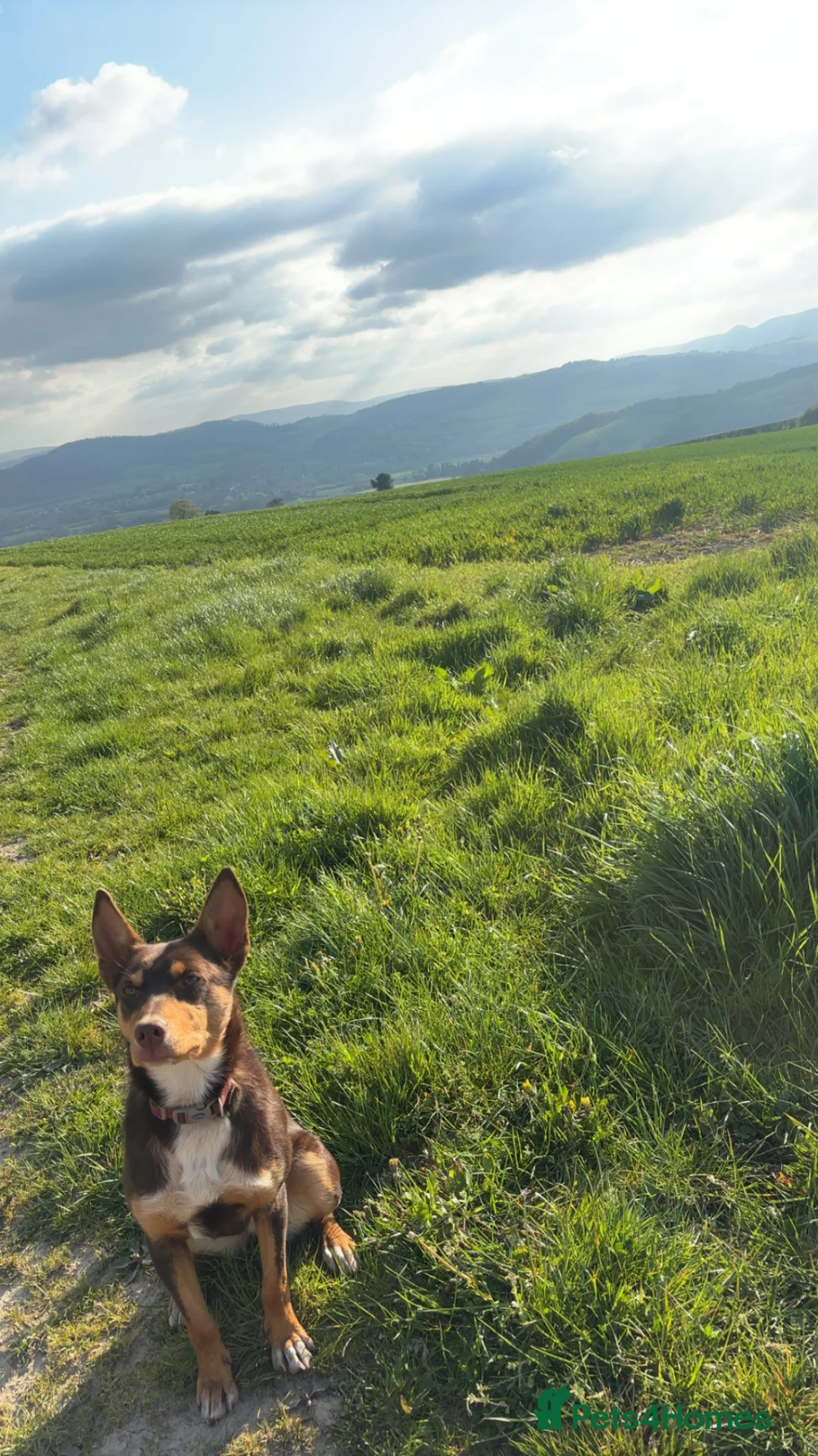 Australian Kelpie dogs for sale: ✨PIP ✨ in Bucknell - Advert 2
