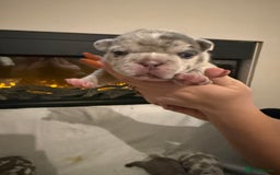 French Bulldog dogs for sale: Beautiful blue and lilac merle French bulldogs - Image 5