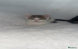 Domestic Shorthair cats for sale: Female kittens  - Image 1