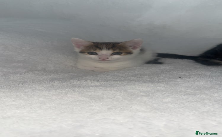 Domestic Shorthair cats - Advert 2